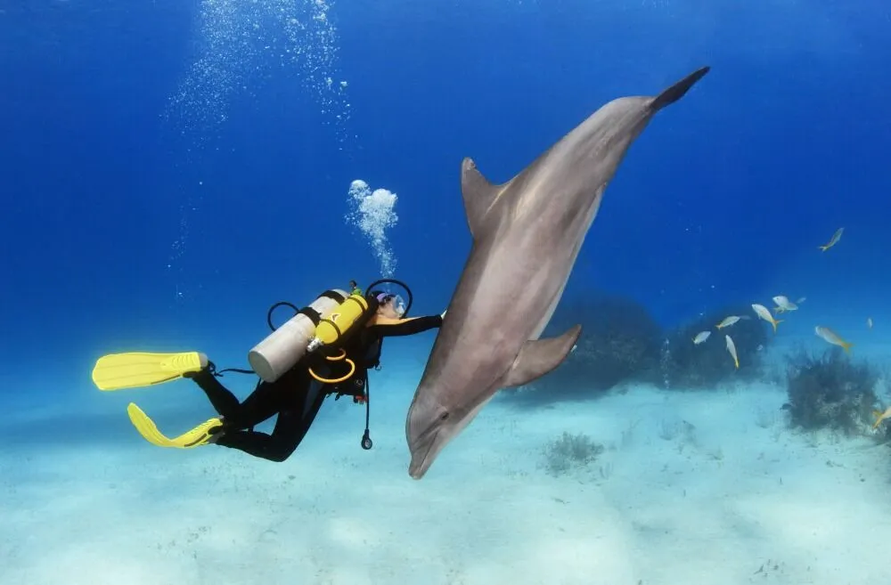 Dive into Dolphin Habitats: Encounters, Conservation, and Deals